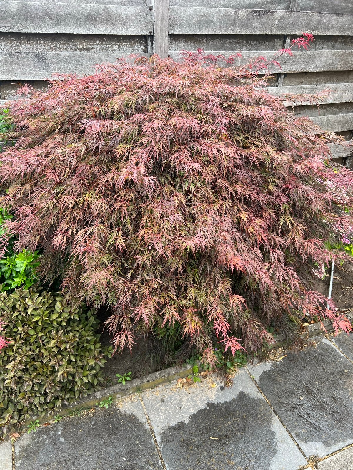 Japanse esdoorn plant - Acer palmatum, Vaste plant, Bloeit niet, Halfschaduw, Ophalen