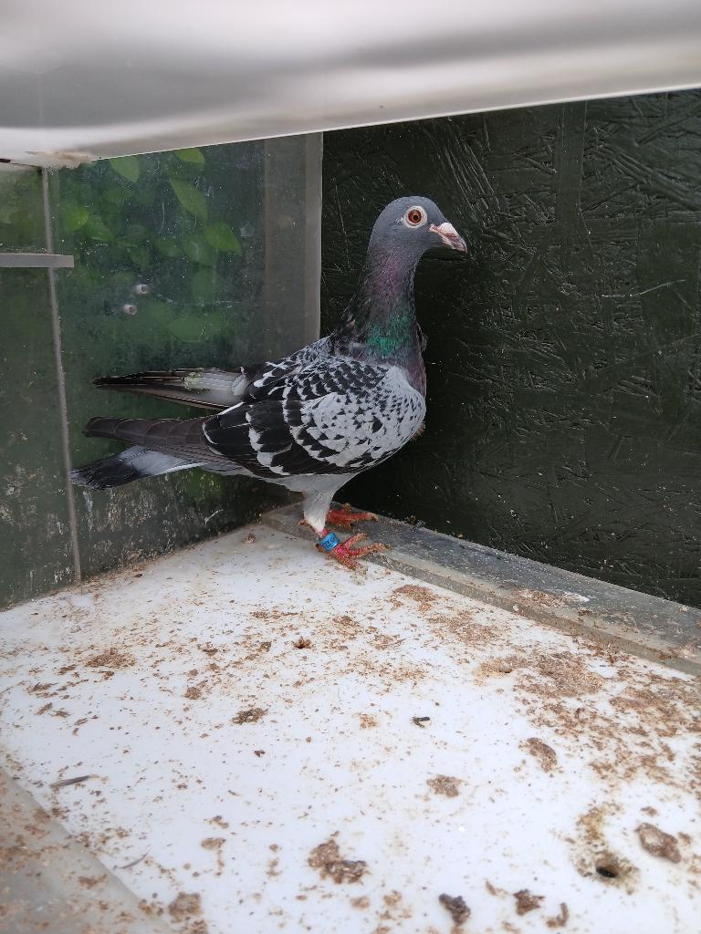 2x zwartgoud in de stamboom, Dieren en Toebehoren, Vogels | Duiven, Vrouwelijk, Postduif
