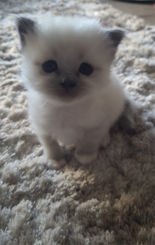 Heilige Birmaan kitten poesje, Poes, Met stamboom, 0 tot 2 jaar