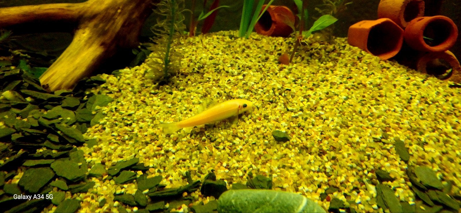 Siamese algeneter, Dieren en Toebehoren, Vissen | Aquariumvissen, Vis