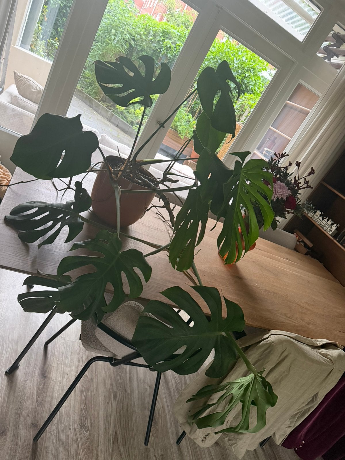 Monstera inclusief pot, Huis en Inrichting, Kamerplanten, Ophalen, Halfschaduw, Minder dan 100 cm