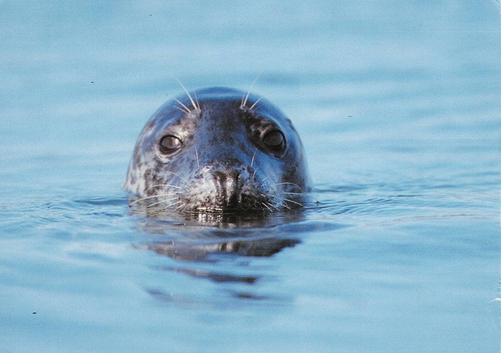 Zeehond 525, Verzamelen, Ophalen of Verzenden, 1980 tot heden, Ongelopen, Waterdier