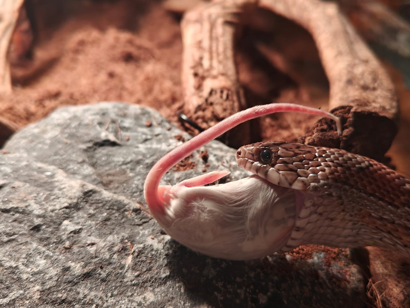 Rattenslang inclusief terrarium Rat Snake photo 2