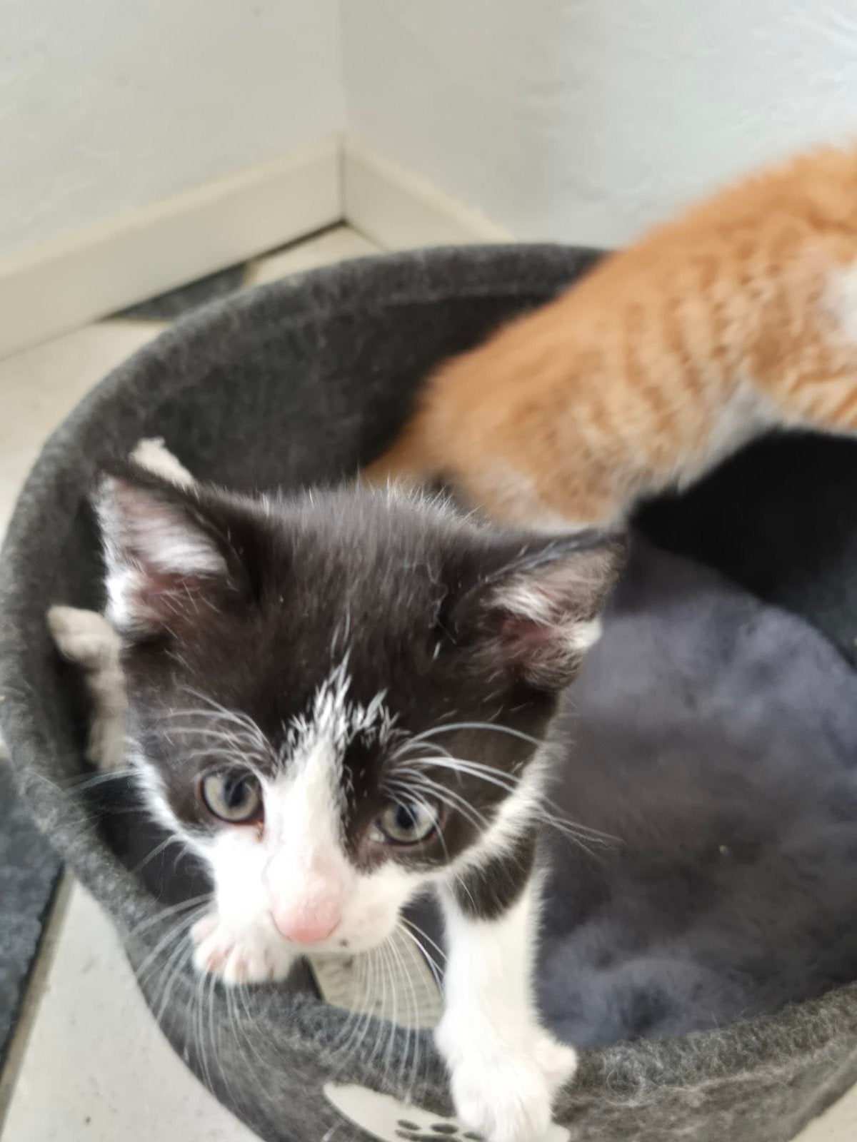 Boerderij kittens, Poes