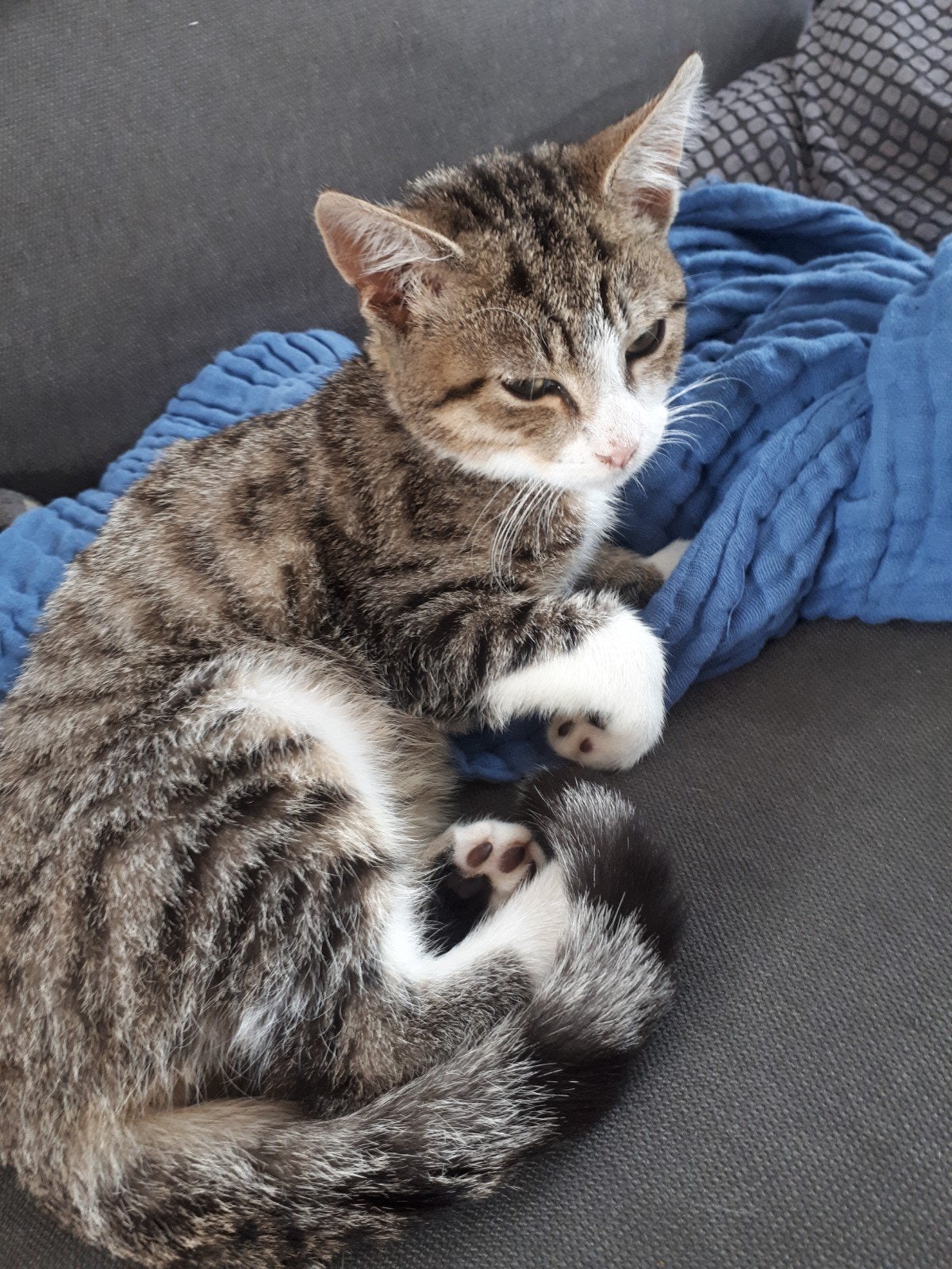 Lieve knuffelkat, Kater