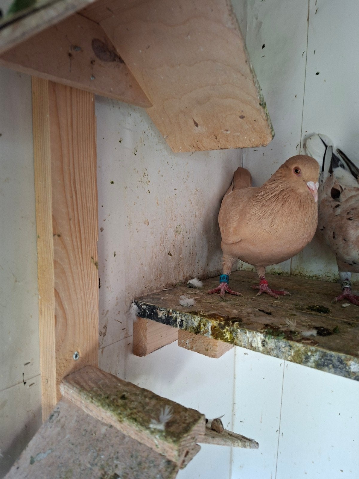 kleurduiven tekoop, Meerdere dieren, Postduif