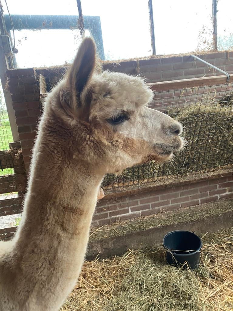 Alpaca hengst, Dieren en Toebehoren, December, Mannelijk