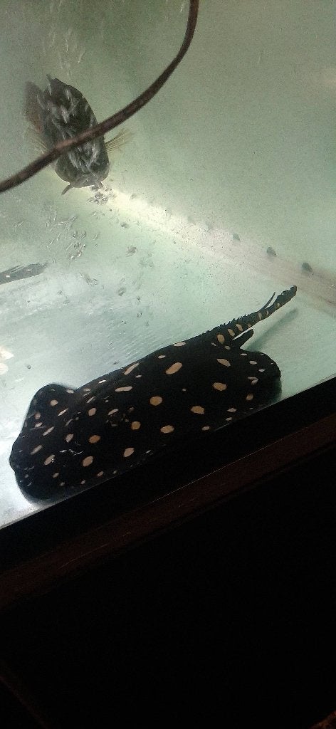 Black diamond Potamotrygon roggen te koop, Vis, Zoetwatervis