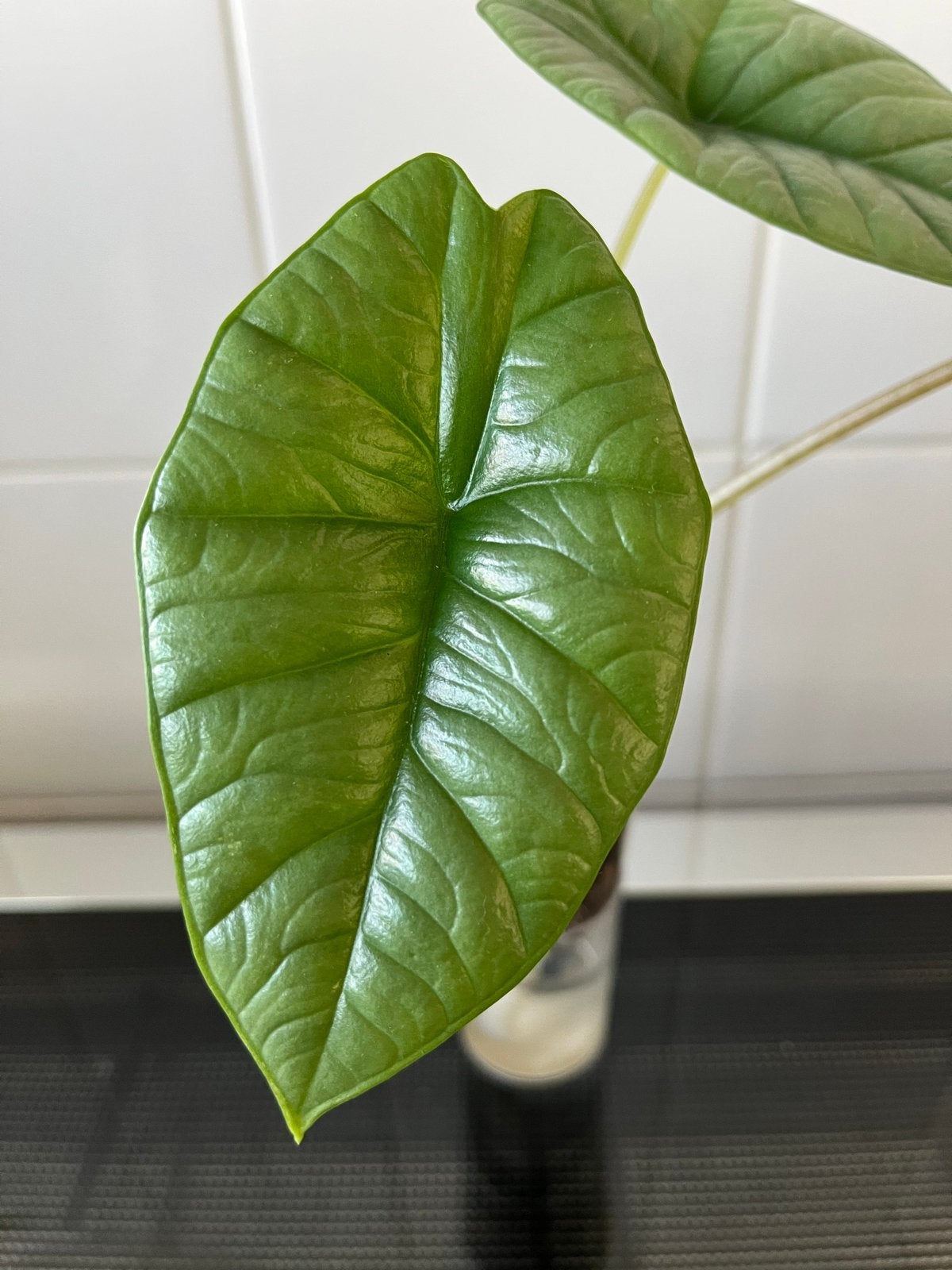 Alocasia Platinum / Bisma, Ophalen, Overige soorten, Halfschaduw, In pot