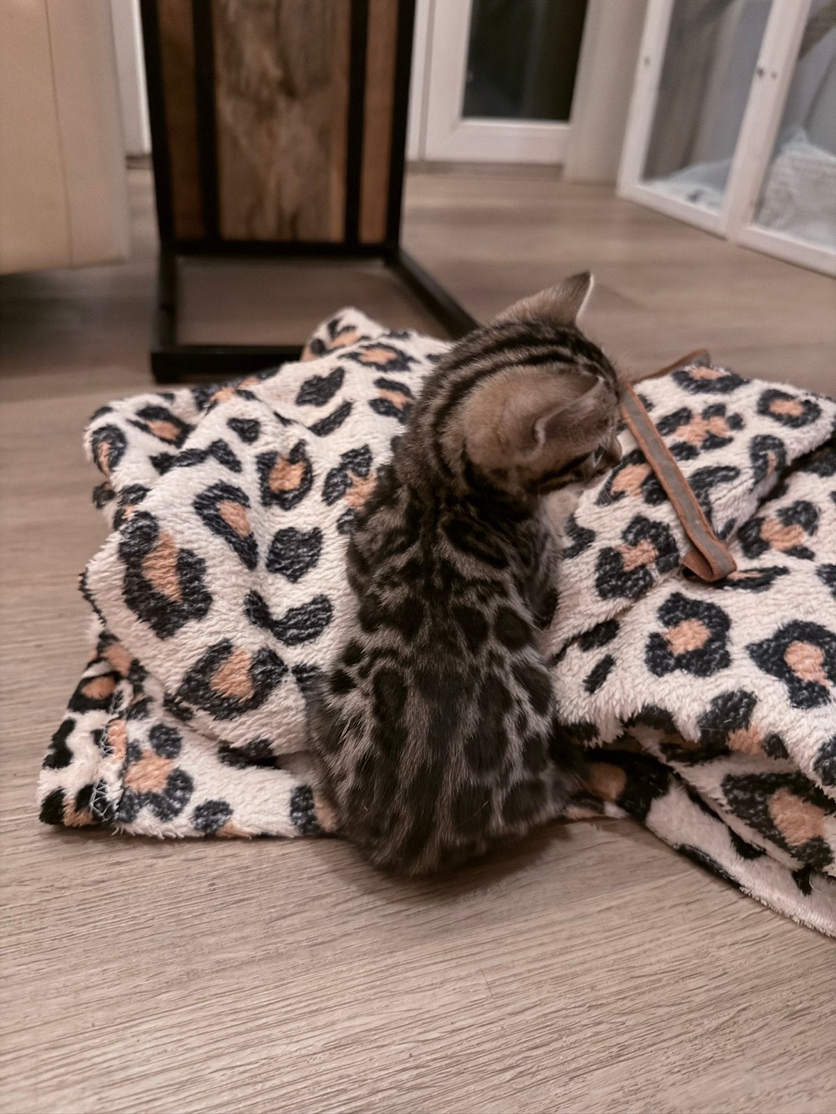 Bengaal kittens 2 nestjes geboren, Meerdere dieren, Kortharig
