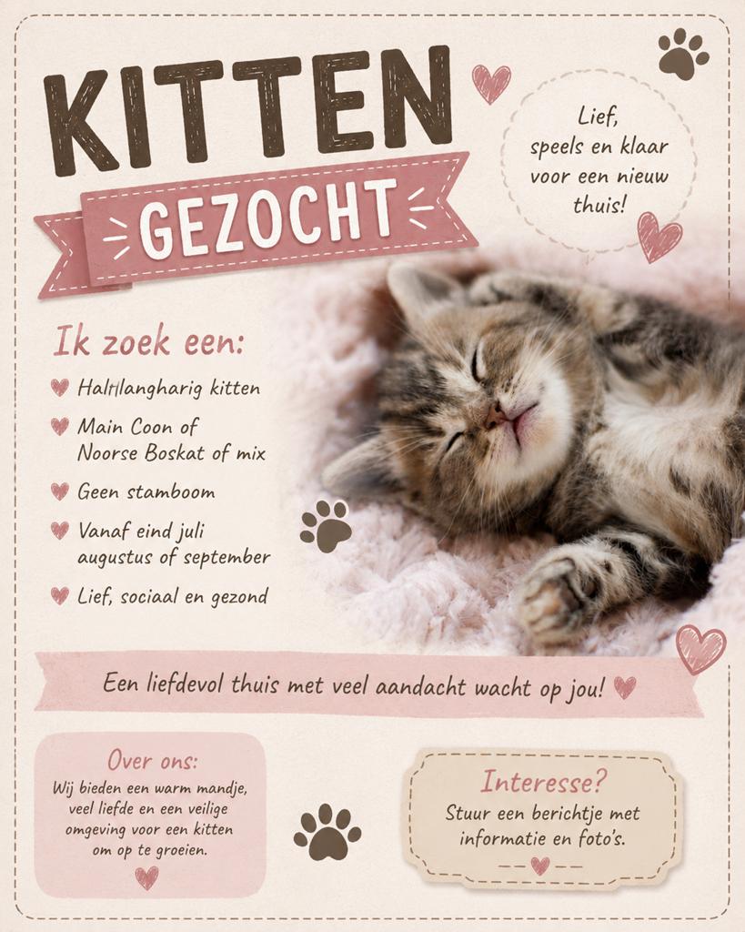 Kitten gezocht, main coon, langharig, sociaal, Ophalen, Nieuw