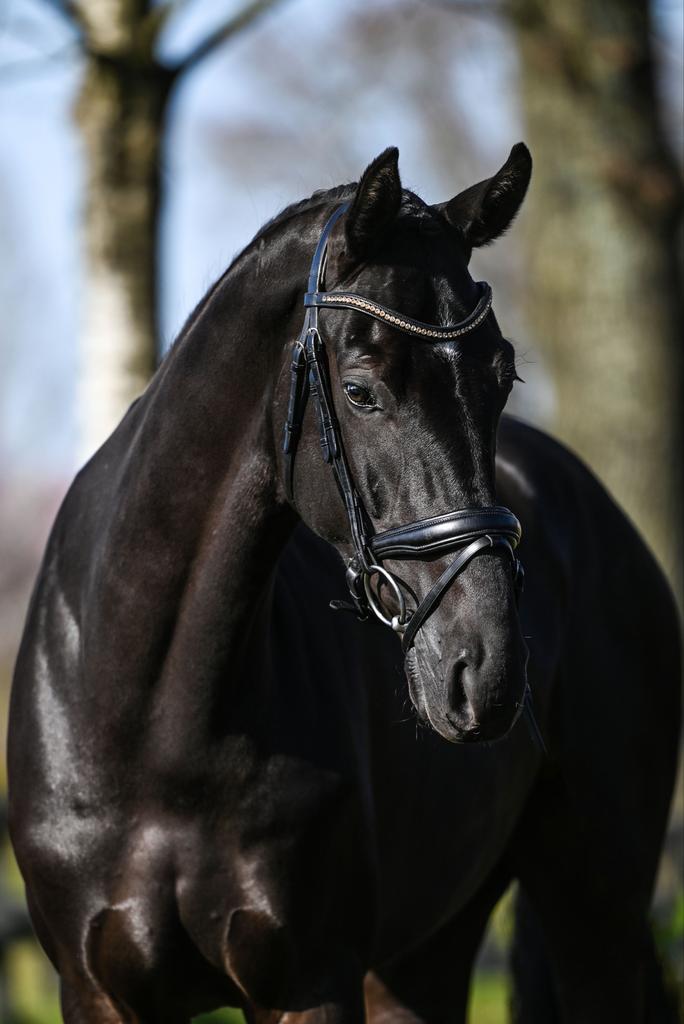 5 jarige brave dressuur ruin, Dieren en Toebehoren, Paarden, Ruin, Dressuurpaard, 3 tot 6 jaar, L