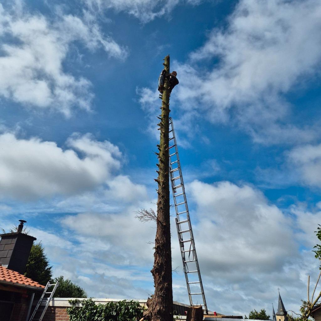 Gratis bomen omzagen, snoeien & boomstronk. Tuinman/hovenier, Garantie, Tuinonderhoud of Snoeiwerk
