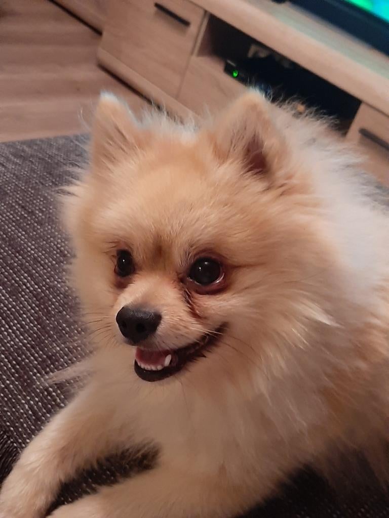 Teddy opzoek naar een vriendin!, Dieren en Toebehoren, Particulier, Keeshond, Reu, Buitenland