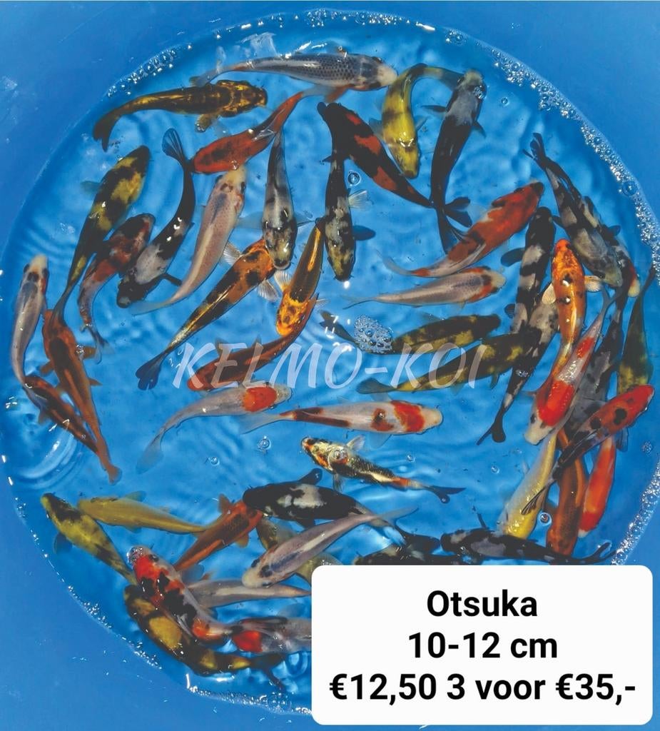 .JAP KOI Vijvervissen,steuren etc., Karper of Koi