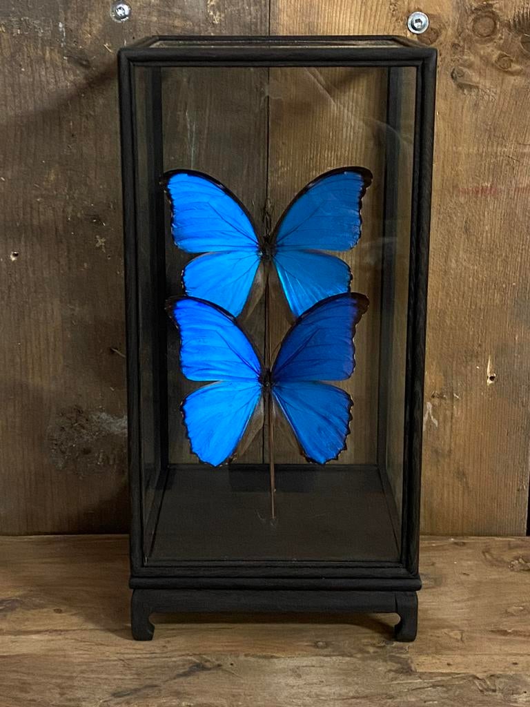 Mooie vitrine met twee opgezette Morpho Didiua vlinders, Verzamelen, Dierenverzamelingen, Nieuw, Opgezet dier, Insect, Ophalen
