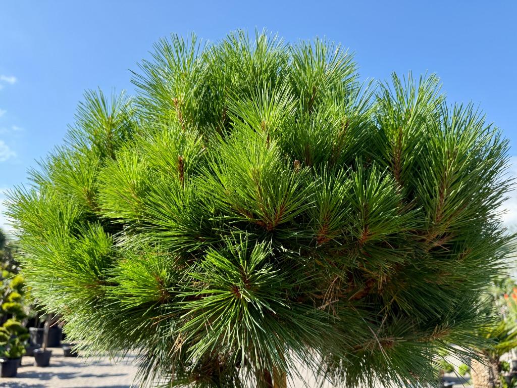 Pinus nigra Brepo op stam 170/180 cm planthoogte te koop!, Tuin en Terras, Ophalen of Verzenden, 100 tot 250 cm, Zomer, Volle zon