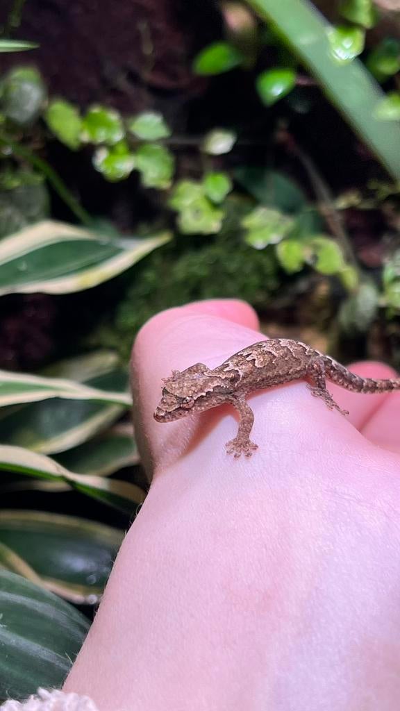 Lepidodactylus lugubris / Mourning geckos/ Rouwgekkos, Dieren en Toebehoren, Reptielen en Amfibieën, Overige soorten, 11 jaar of ouder