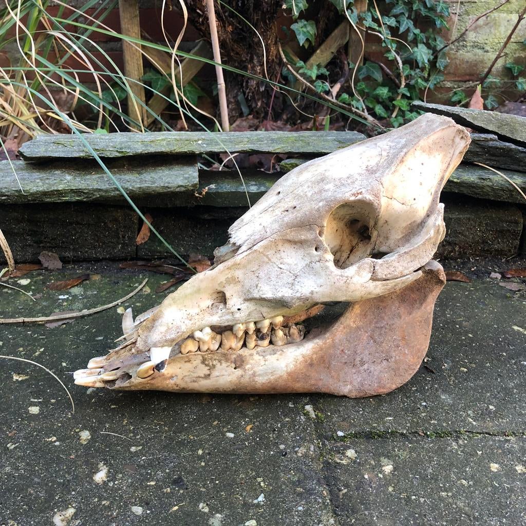Schedel van wild zwijn, Ophalen of Verzenden, Gebruikt, Wild dier, Schedel