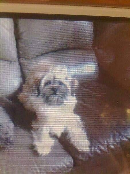 dekreu aangeboden zeer lief en niet te koop, Dieren en Toebehoren, HCC (leverziekte), Reu, Eén hond, 3 tot 5 jaar