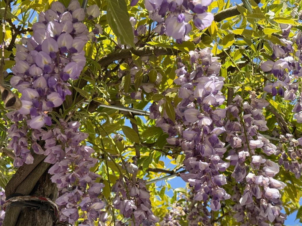 Wisteria sinensis dakboom (Blauwe regen) parasol te koop!!, Tuin en Terras, Ophalen of Verzenden, Dakboom, 250 tot 400 cm, Zomer