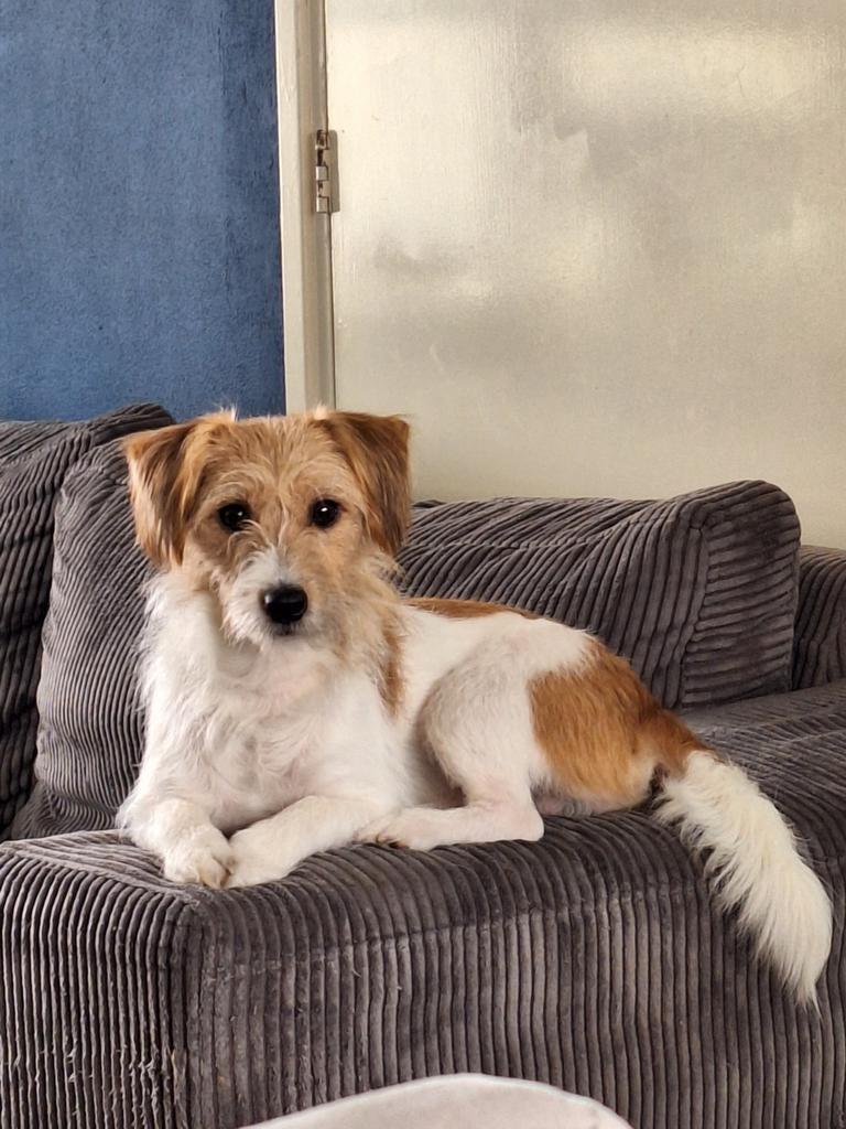 Ervaren Ruwharige Jack Russel dekreu, Dieren en Toebehoren, Reu, 1 tot 2 jaar, Eén hond, Nederland