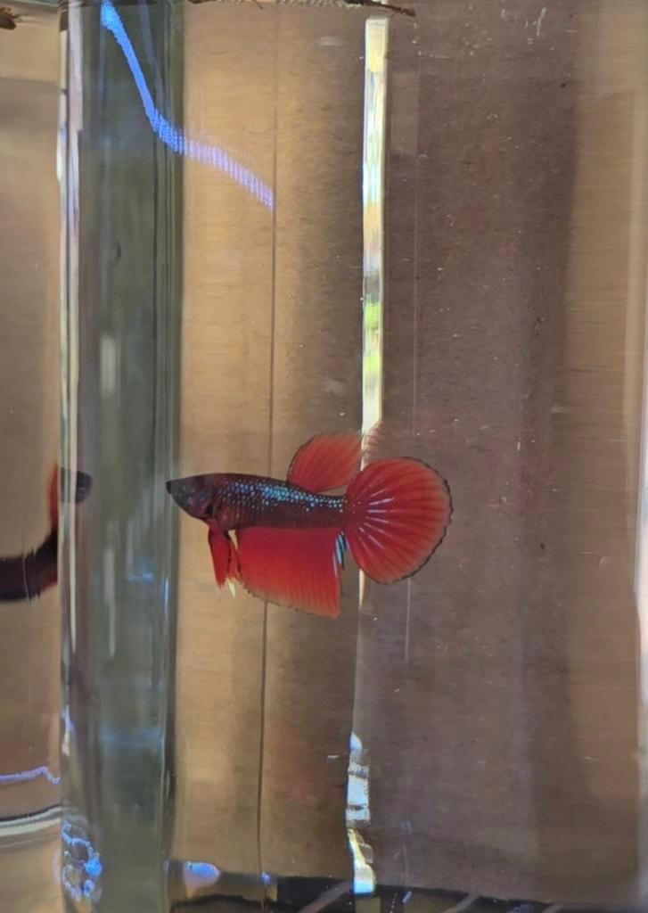 Betta's mannetjes, Vis