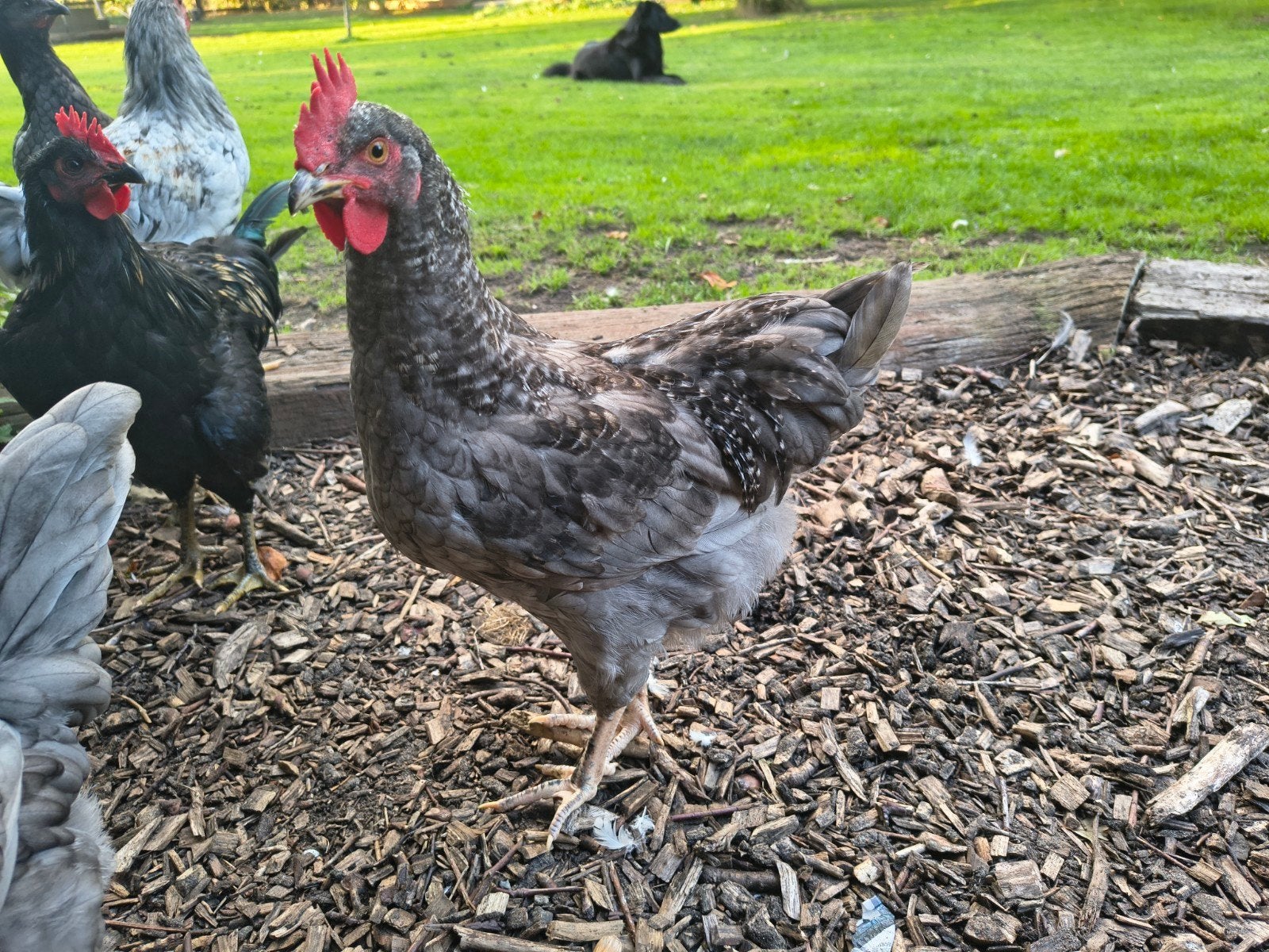 Marans x silverudd haan koekoek, Mannelijk, Kip
