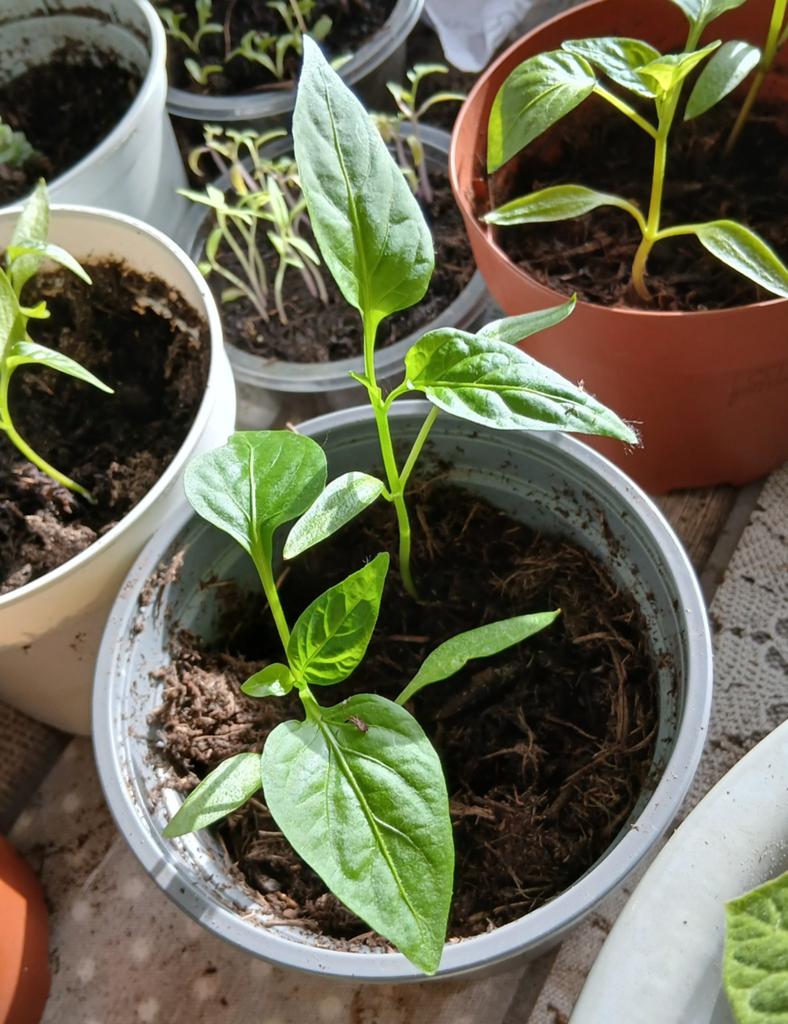 Spaanse peper planten - Kweek je eigen pittige pepers!, Tuin en Terras, Planten | Tuinplanten, Ophalen, Volle zon, Eenjarig, Zomer