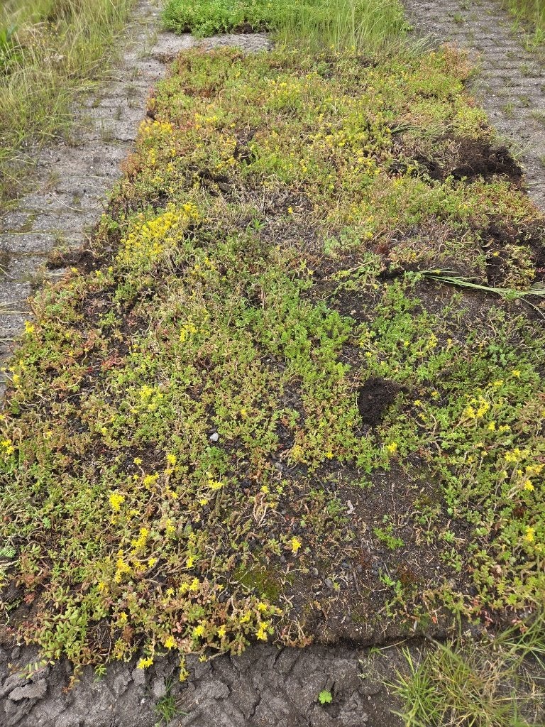 B-keus Sedummatten – Geef ze een tweede kans!, Ophalen, Zomer, Bodembedekkers, Halfschaduw