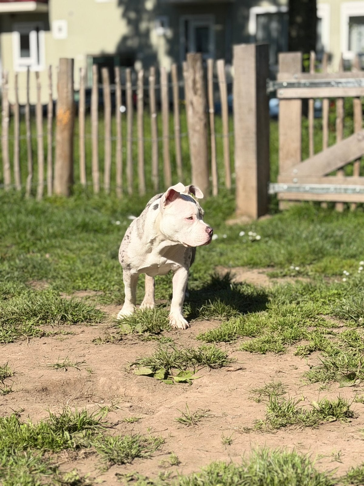 American Bully XL, Parvo, 15 weken tot 1 jaar, Teef, Bulldog