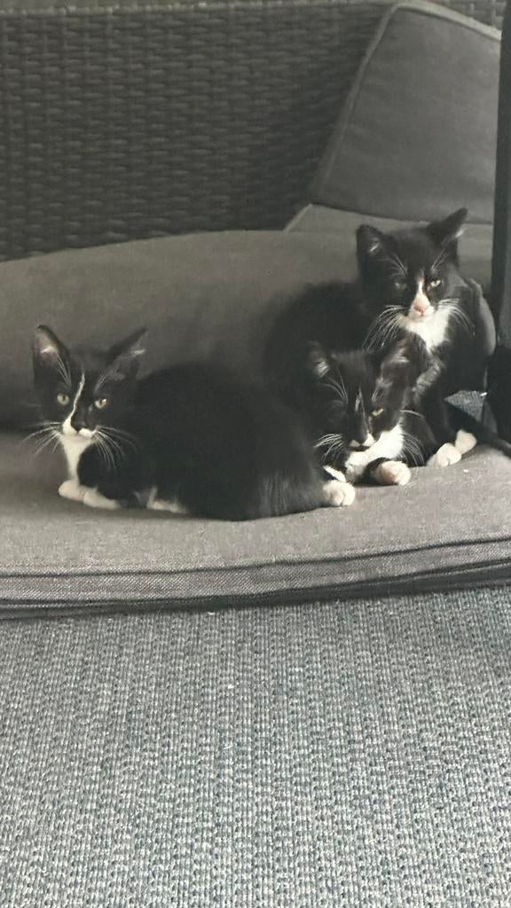 Gratis kittens 12 weken jong, Dieren en Toebehoren