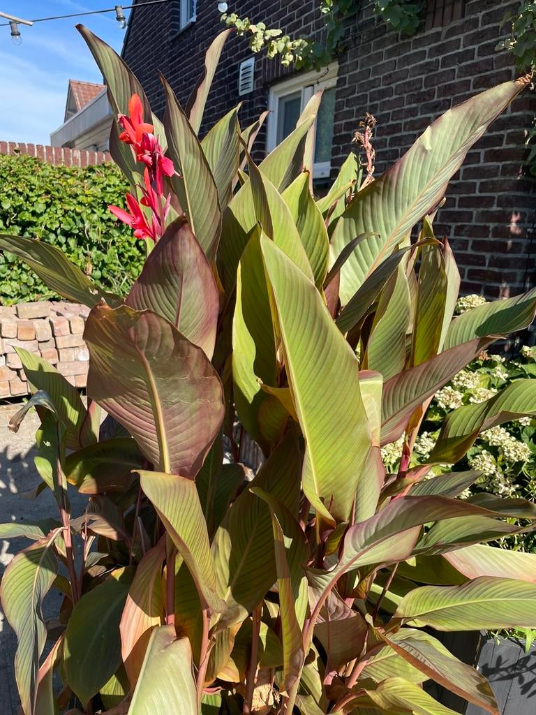 Canna zaden., Tuin en Terras, Planten | Tuinplanten, Ophalen of Verzenden, Overige soorten, Volle zon