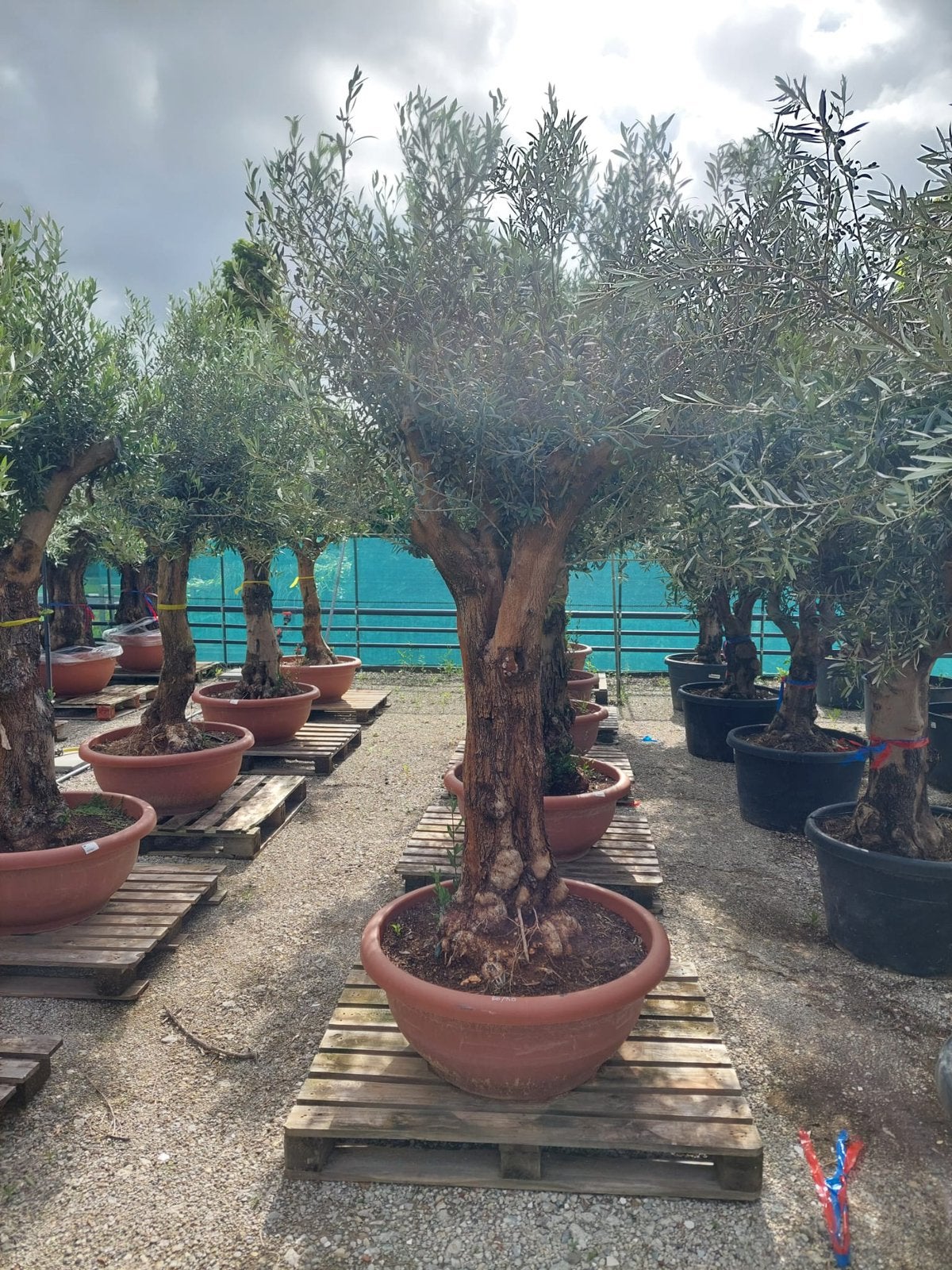Olijfbomen nieuw binnen div maten modellen unieke bomen, Tuin en Terras, Planten | Bomen, Olijfboom, 250 tot 400 cm, Zomer, Ophalen