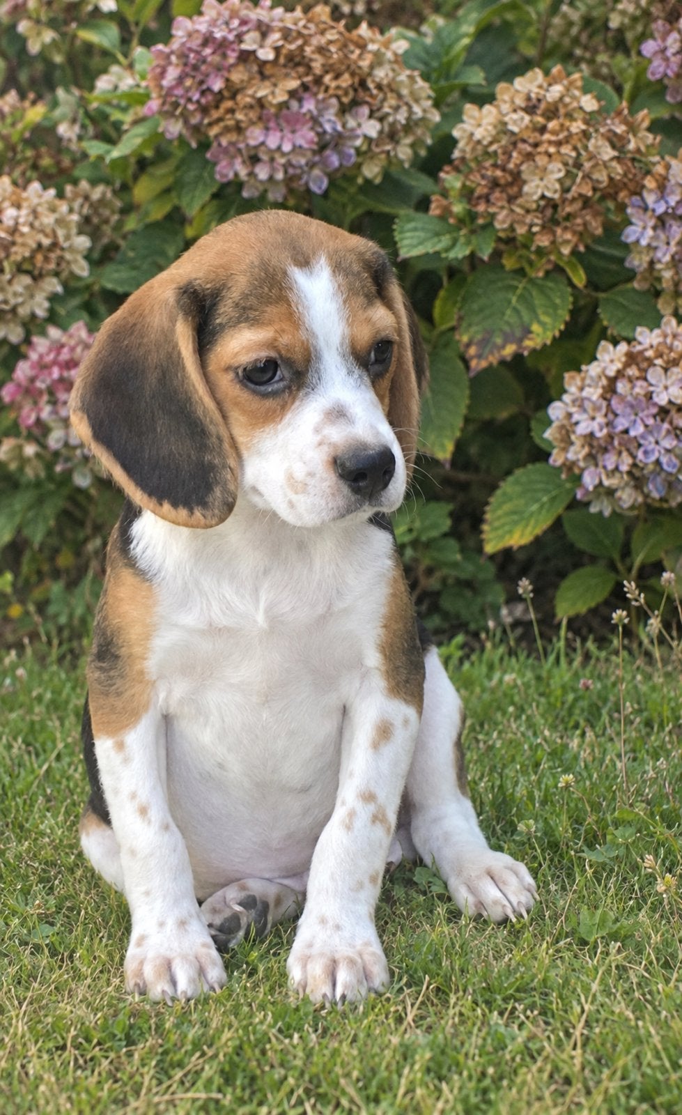 Prachtige BEAGLE x KOOIKER pups, Nederland, CDV (hondenziekte), 8 tot 15 weken, Meerdere