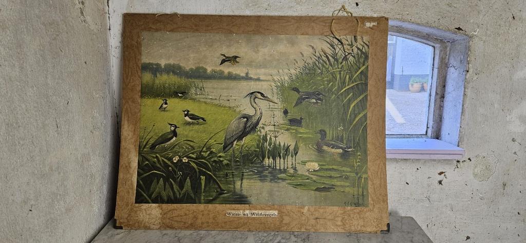 Set van 2 vintage schoolplaten, Ophalen, Natuur en Biologie