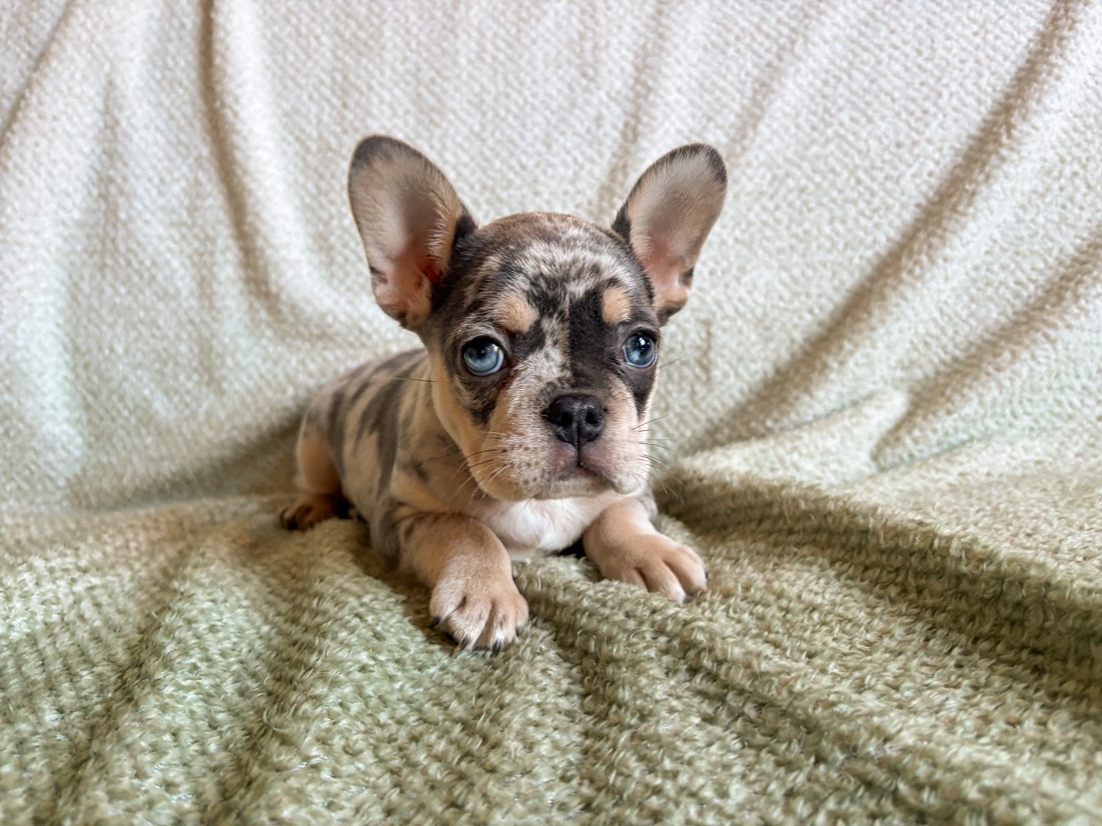 Franse bulldog met arfe stamboom, 8 tot 15 weken, Meerdere, Meerdere dieren, Nederland