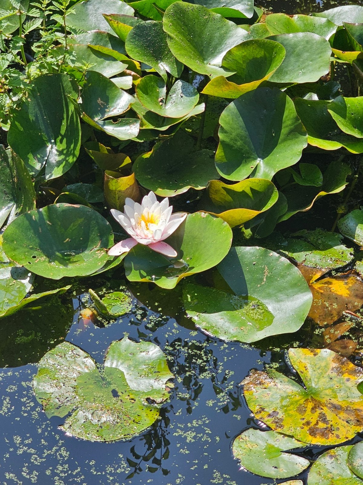 Waterlelie vijverplanten in kuip, Tuin en Terras, Vijvers, Ophalen, Gebruikt