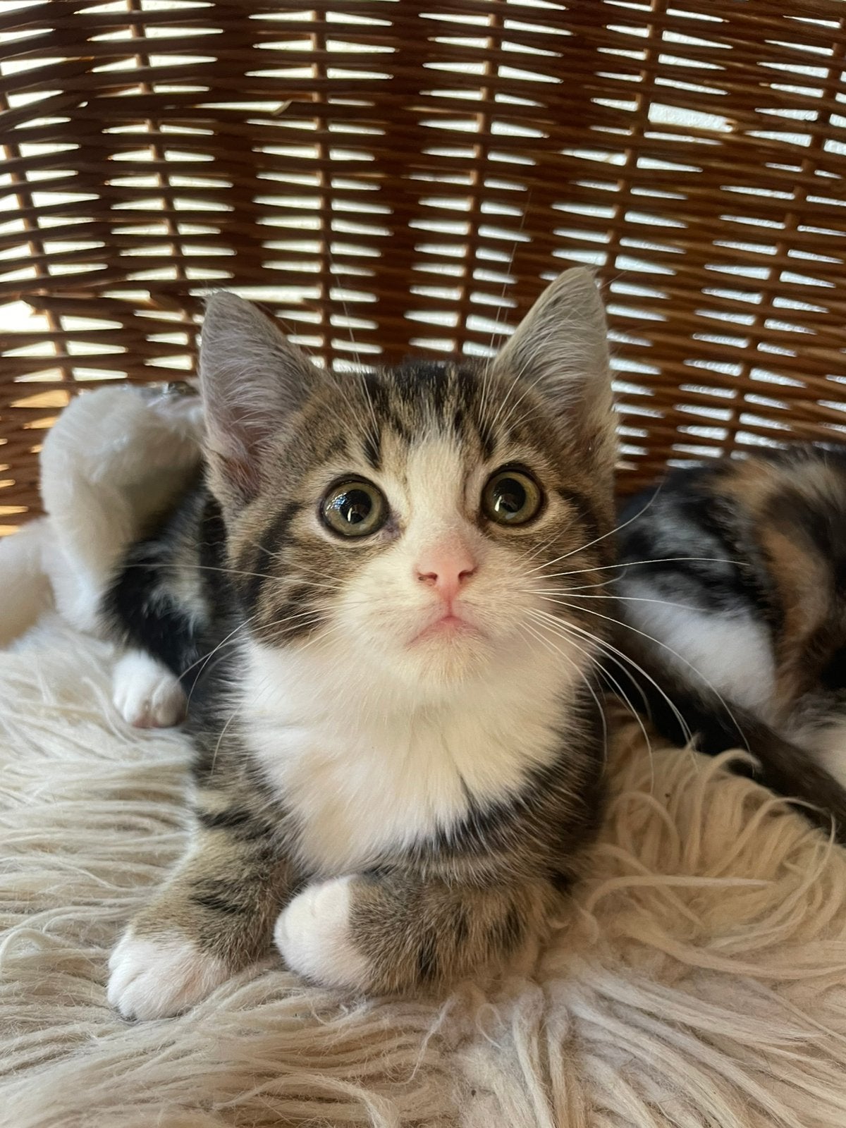 Lieve tamme boerderijkittens te koop, Dieren en Toebehoren, Meerdere dieren