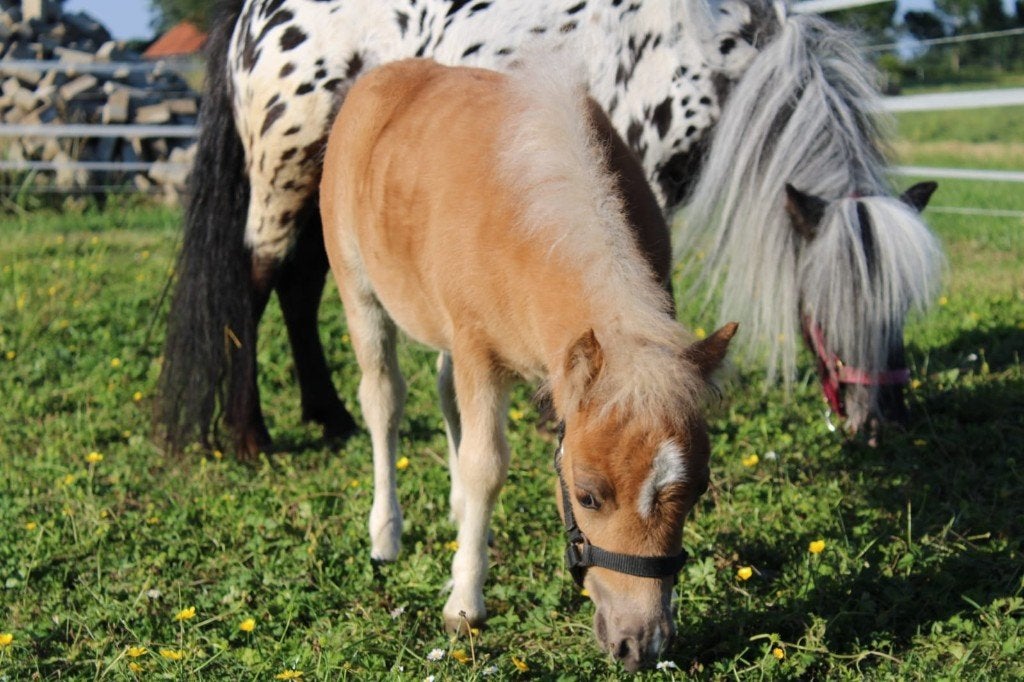 Prachtige Appaloosa-minipaarden veulens, Gechipt, Minder dan 160 cm, Niet van toepassing, 0 tot 2 jaar