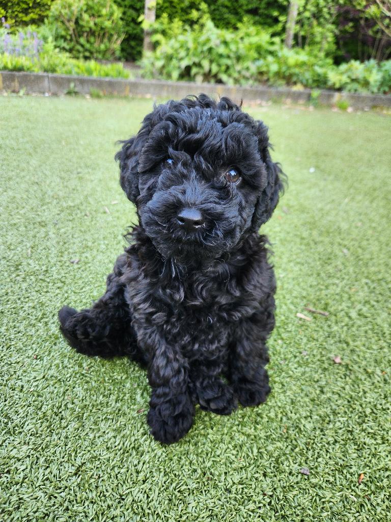 Prachtig zwart sheltiedoodle mini labradoodle teefje, Parvo, Overige rassen, 8 tot 15 weken, Teef