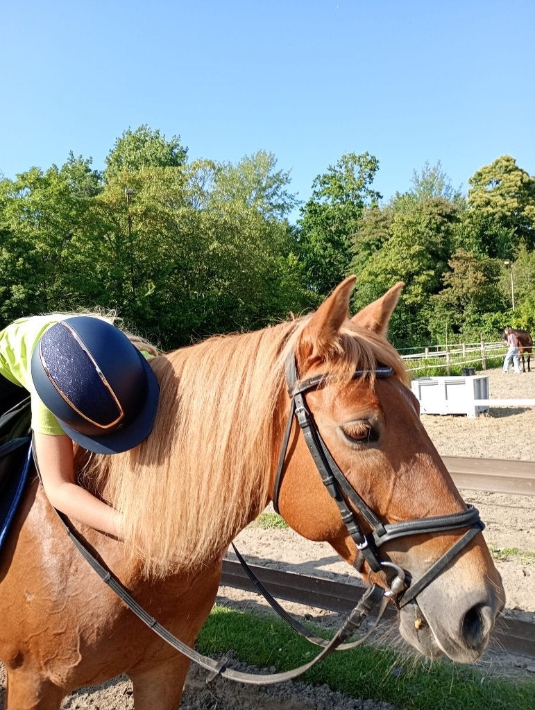 Verzorgpony gezocht, Overige merken, Ophalen, Nieuw, Overige typen