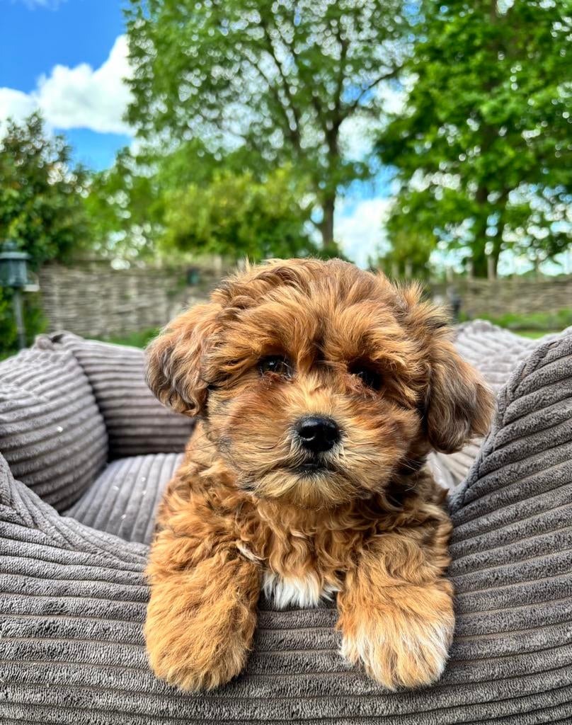 Boomer x Labradoodle mini pups, Dieren en Toebehoren, Nederland, Overige rassen, 8 tot 15 weken, Meerdere