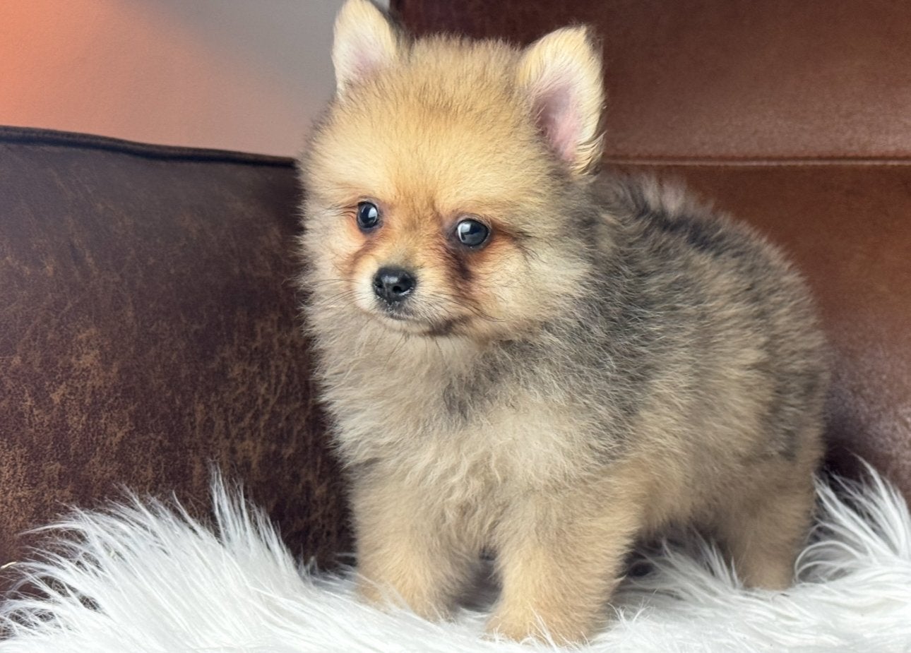 pomeriaan x Dwerg Spitz pups 1000-1250€, Nederland, 8 tot 15 weken, Meerdere, Meerdere dieren