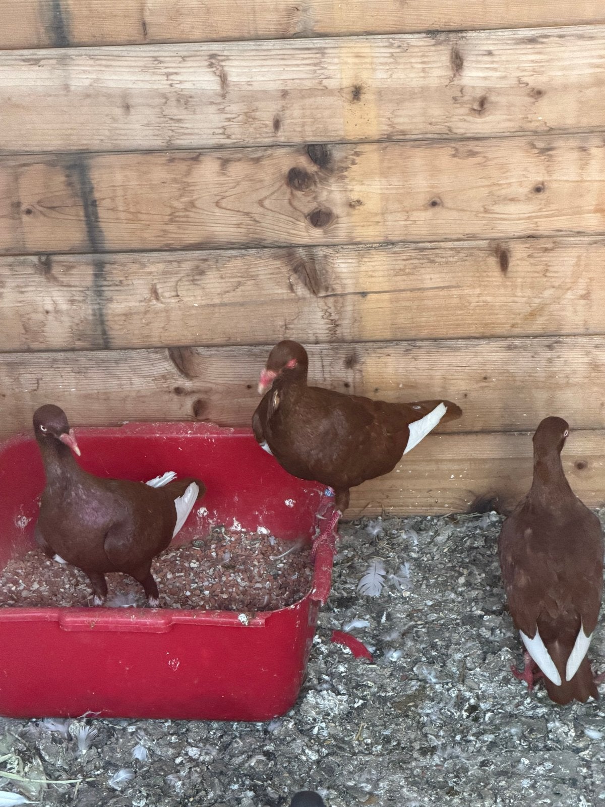 Ik heb vijf van deze en drie jongen., Meerdere dieren