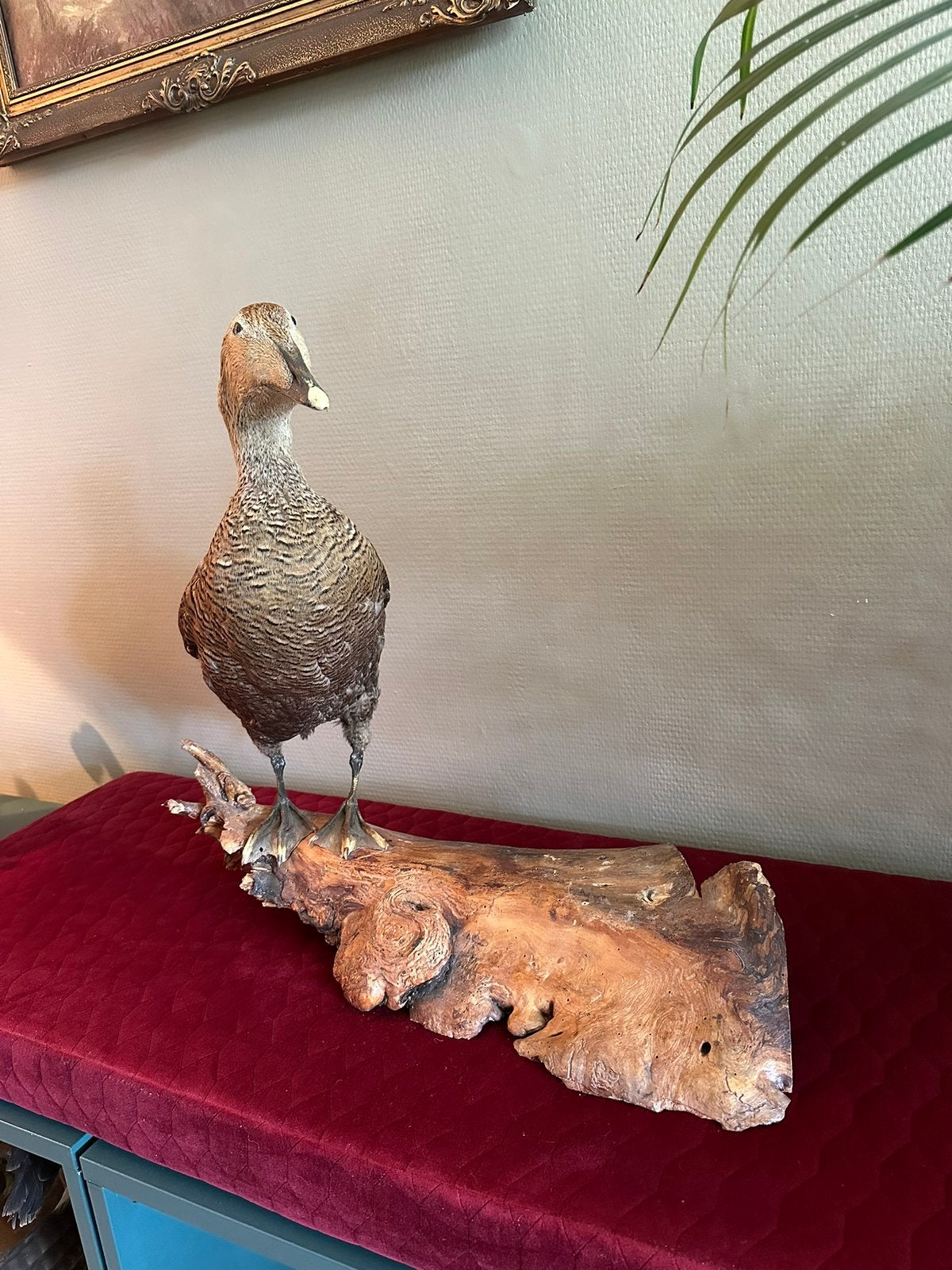 Opgezette eidereend vrouw taxidermie, Verzamelen, Ophalen of Verzenden, Vogel, Opgezet dier