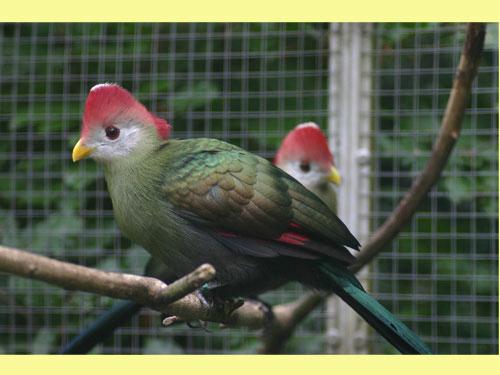 Gezocht: exotische vogels , duiven ,toerakos, Meerdere dieren