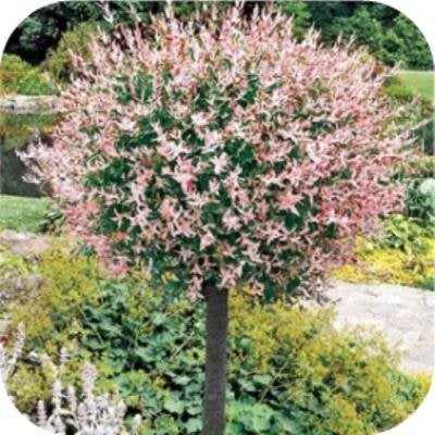 Salix integra Hakuro nishiki, Bonte wilg, flamingoboom, Tuin en Terras, Vaste plant