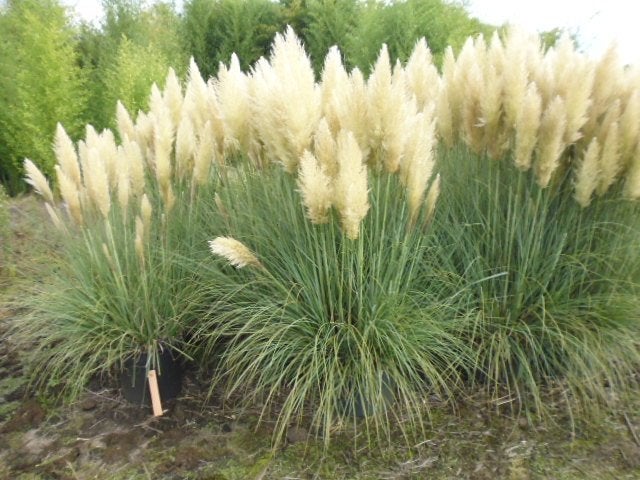 partij siergras cortaderia pumila  50 liter pot    partij 31, Ophalen, Vaste plant, Siergrassen, Halfschaduw