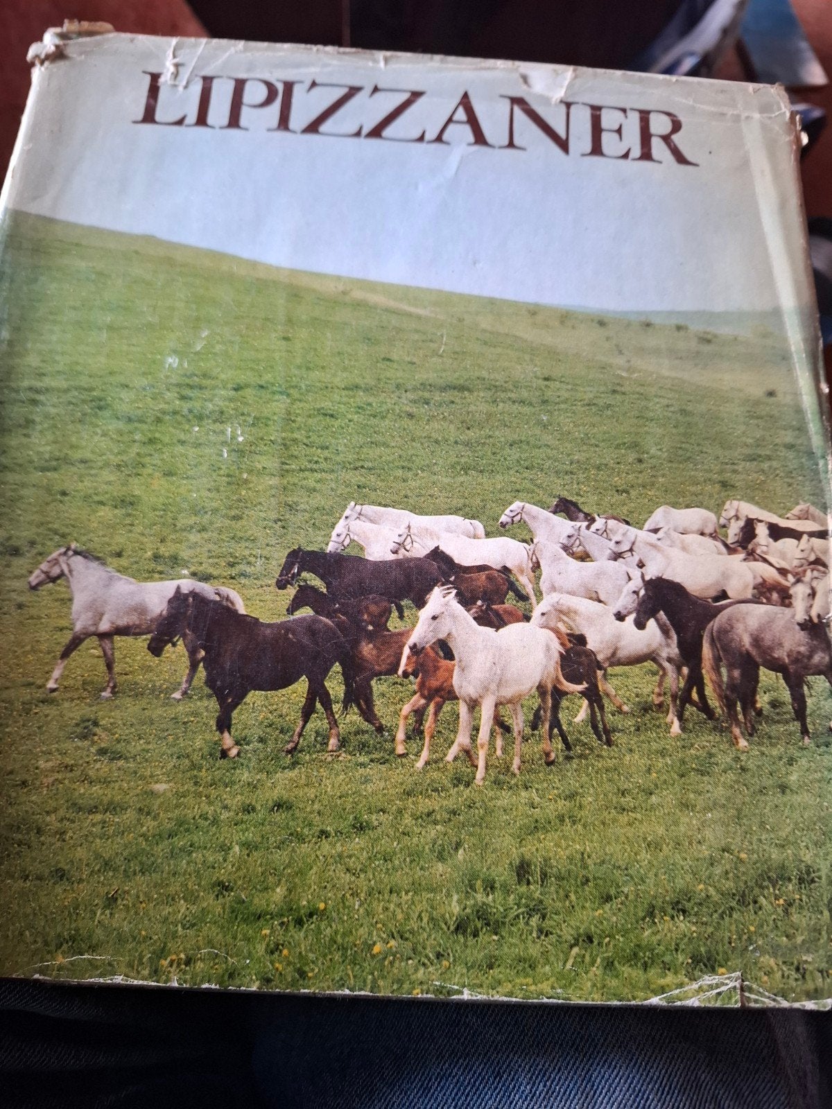 Lipizzaner: Een uitgebreid boek over het paardenras, Ophalen of Verzenden, Gelezen, Onbekend, Europa overig